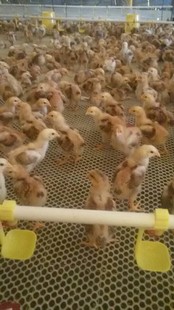 热推：贵州红玉鸡苗报价 红玉鸡苗养殖场出售批发-济宁市兖州区九斤红种鸡场
