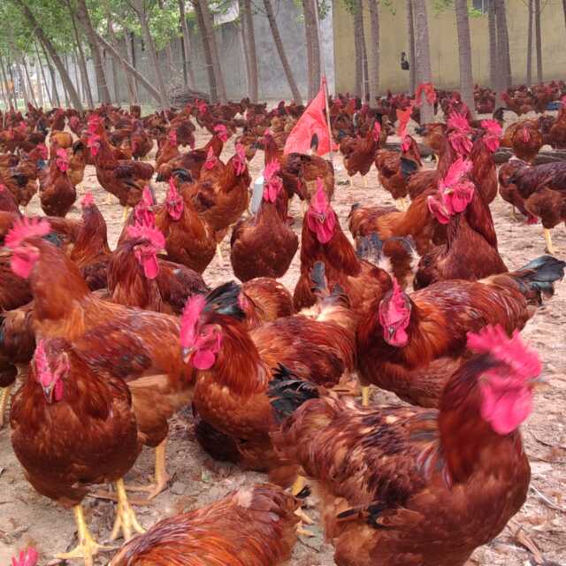 哈尔滨380鸡苗养殖基地、批发、供应、报价【济宁市兖州区九斤红种鸡场】