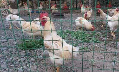 养殖养鸡绿色圈地铁丝网批发