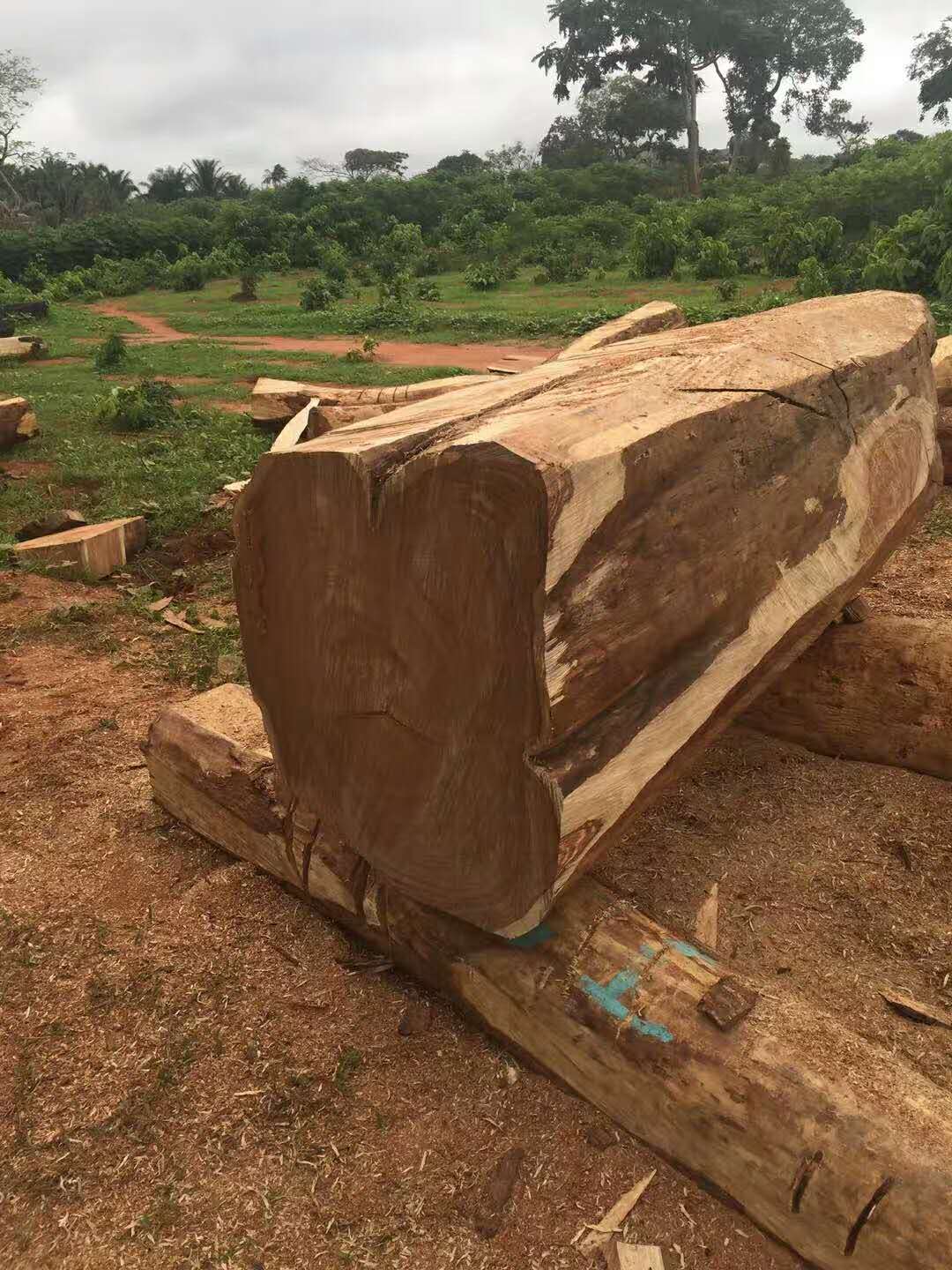 黄埔港木材海运进口清关手续|费用|木材进口报关行