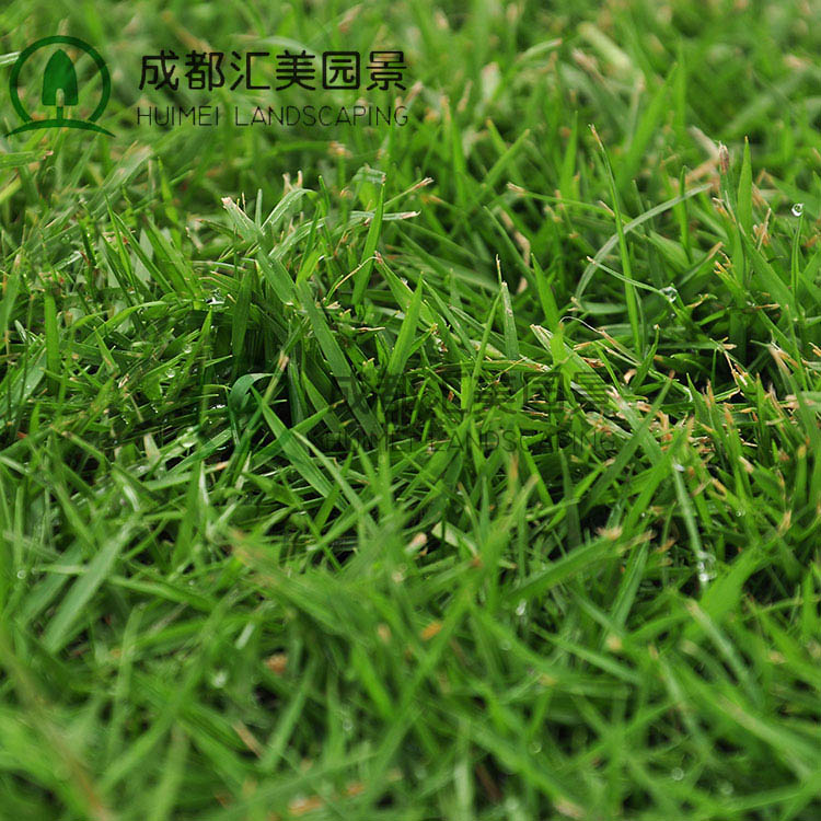 汇美园景供应台湾二号草皮 成都绿化草皮出售 马尼拉结缕草草坪图片