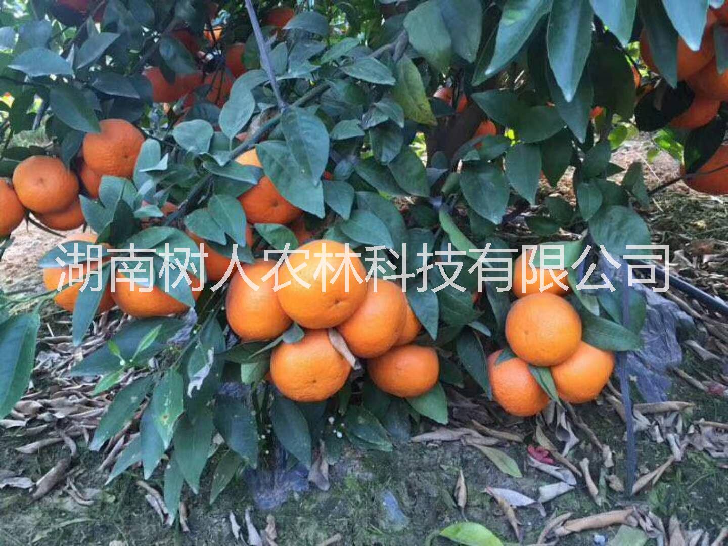 广西新品种091无核沃柑苗种植基地直销批发价格-管理技术 找湖南树人公司图片