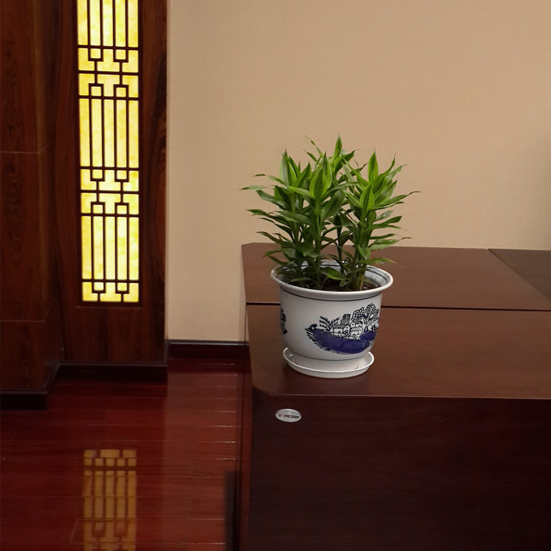 广州办公室植物出租 广州公司租植物 广州植物租赁价格图片
