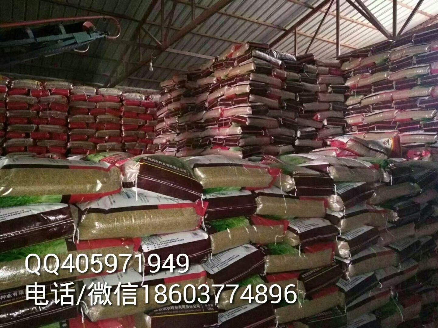 供应强筋优质高产广适 纯度高发芽率高 西农511小麦种