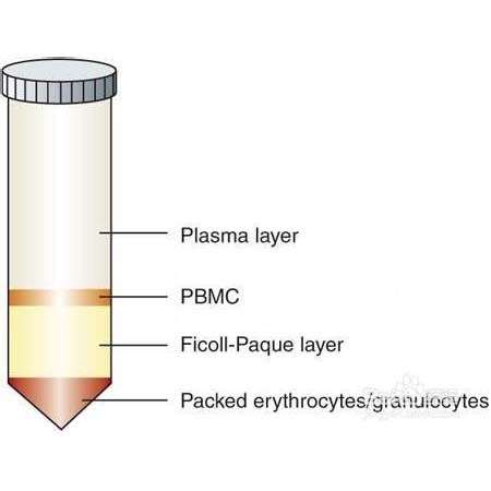 单个核细胞(PBMC)