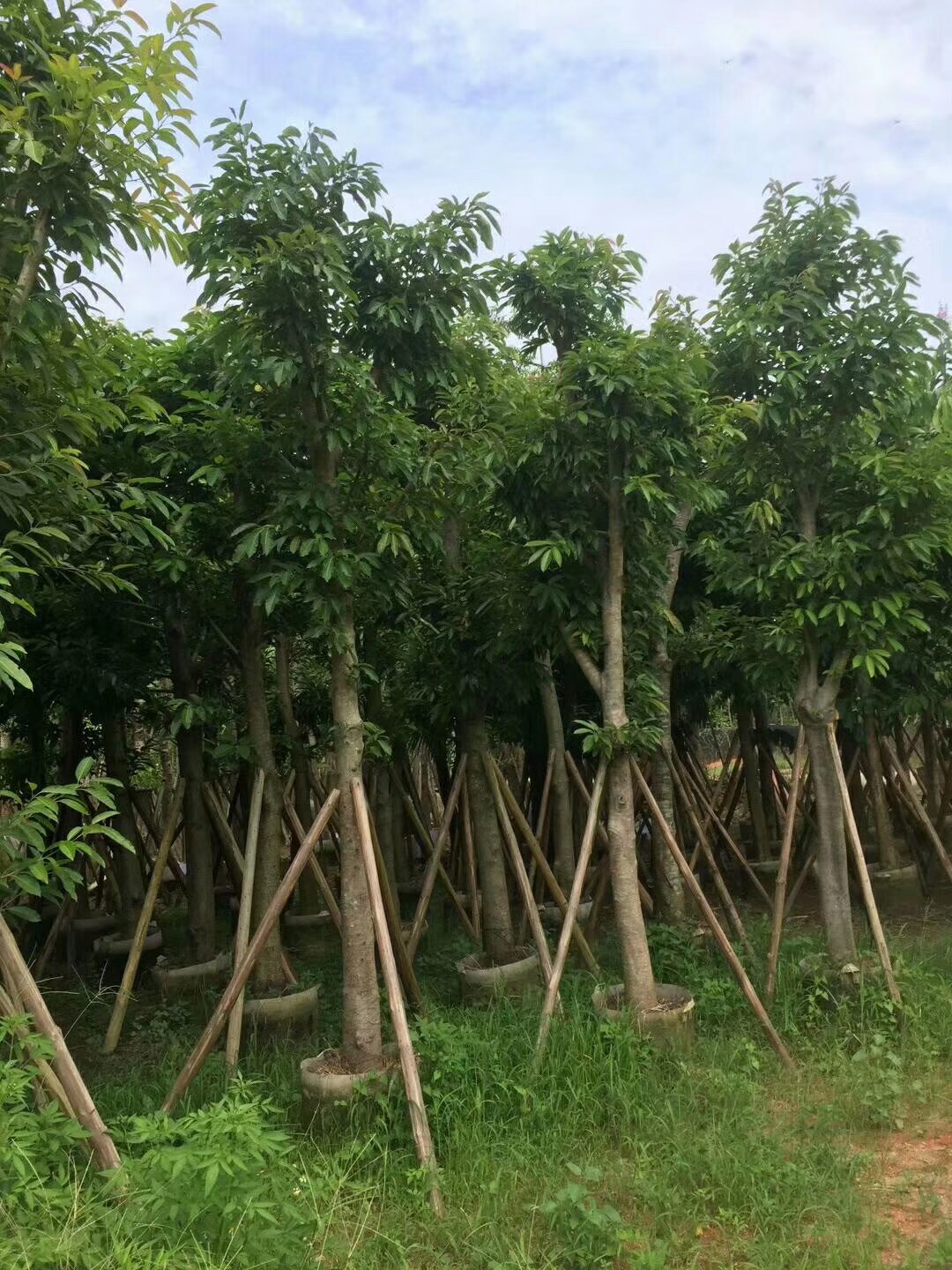 揭阳市低价供应绿化苗木大叶榕厂家