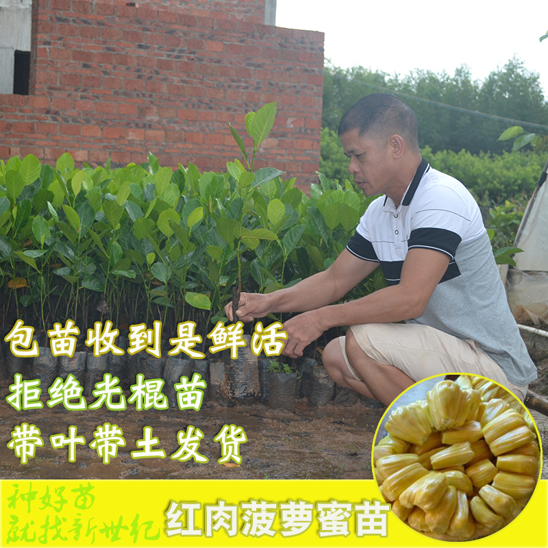 海南菠萝苗基地，海南菠萝苗报价，海南菠萝苗种植基地