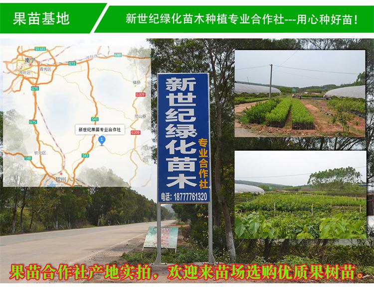 灵山县新世纪绿化苗木种植专业合作社