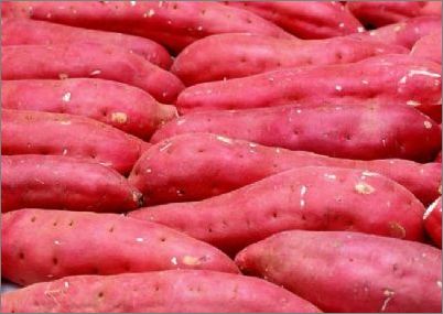 供应辽宁凌海红薯地瓜品种早丰红薯