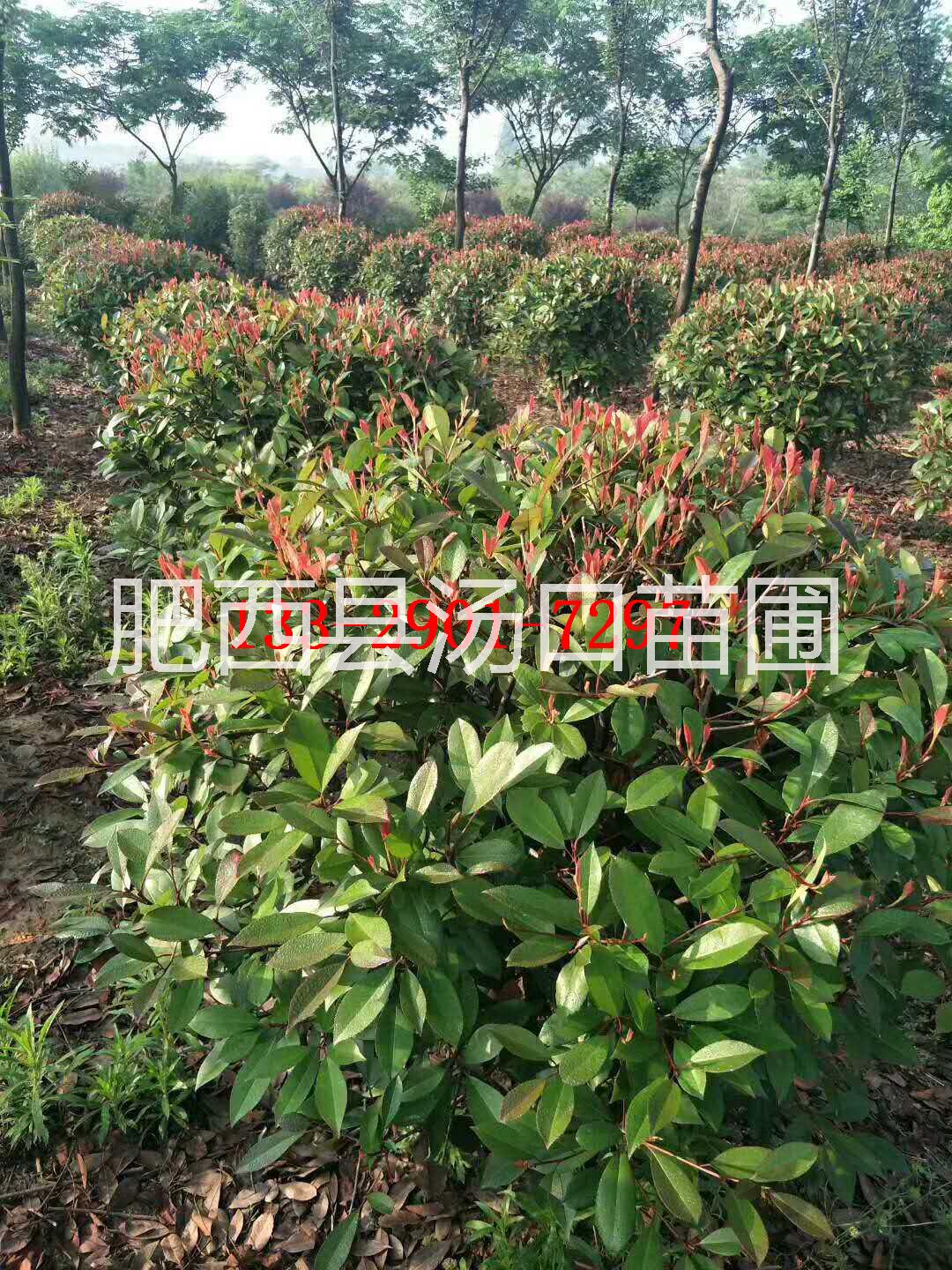 红叶石楠安徽合肥供应3-5-7-9公分各规格高杆红叶石楠和1-2-3-4米冠幅红叶石楠球