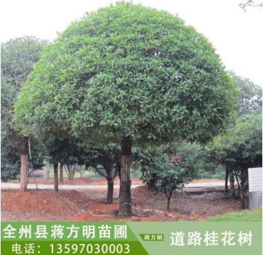 桂林市哪里有卖八月桂桂花树厂家