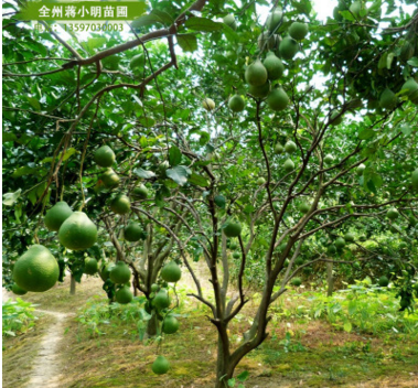 供应柚子树 丛生香泡柚子树 香炮树 园林工程树品种多 规格齐 广西柚子树