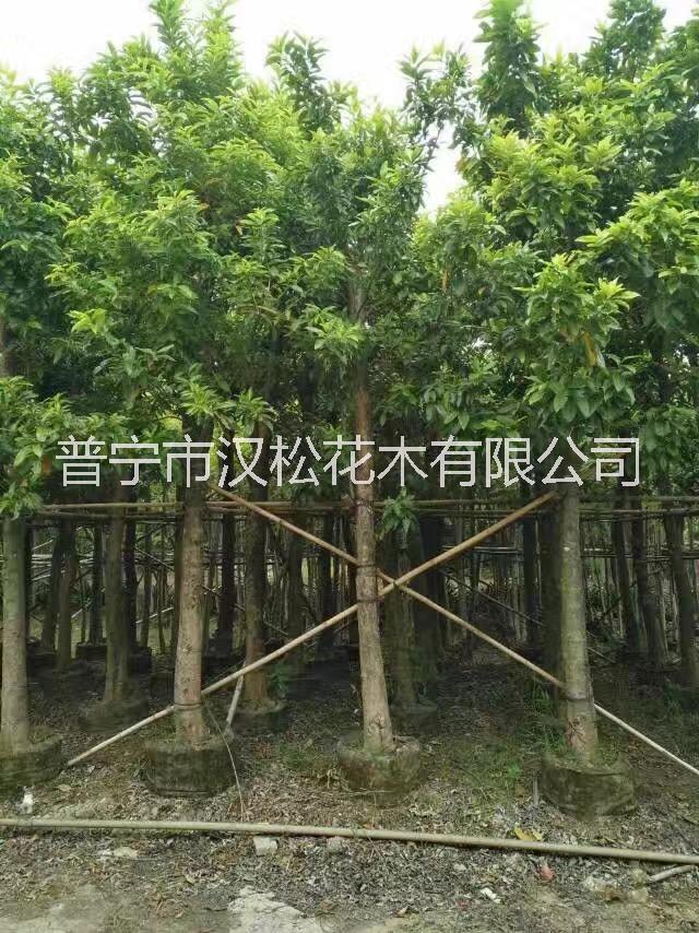 揭阳市低价供应绿化苗木水翁厂家