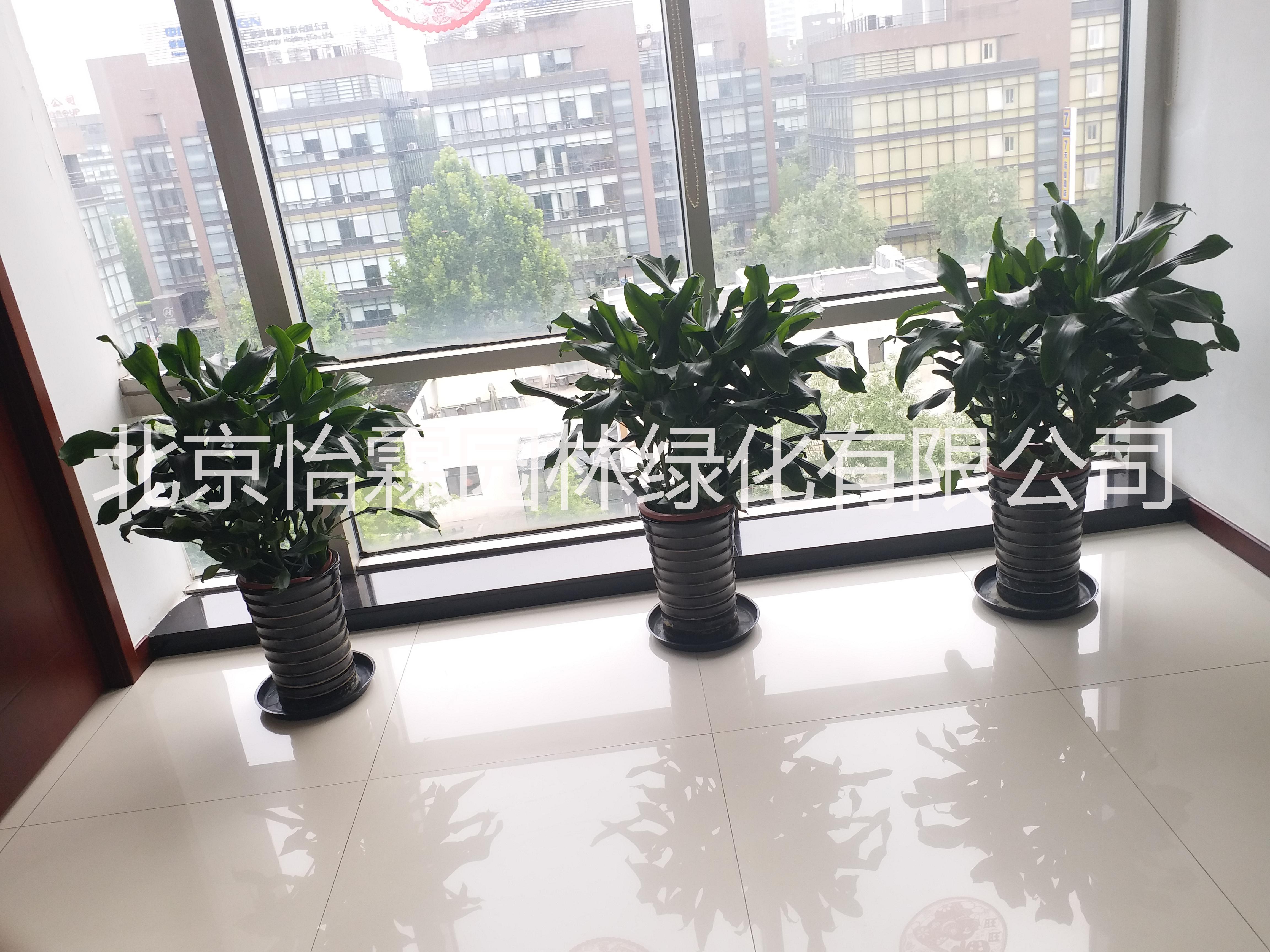 北京花卉租赁公司绿植租摆