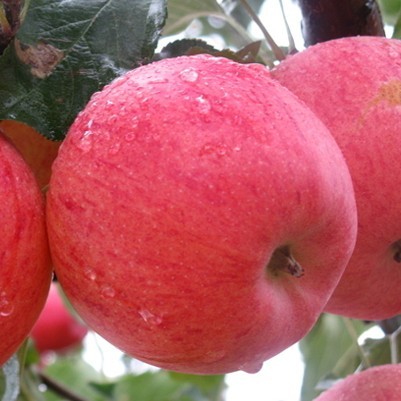 水晶富士苹果苗，优质苹果树苗，苹果树苗批发，苹果树苗新品种，极好吃的苹果图片