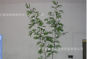 上海仿真竹子批发 仿真植物生产厂家 上海玫琳植物技术开发有限公司