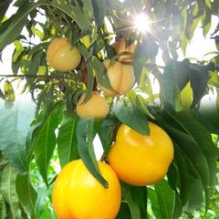 中油21号油桃，优质油桃，极好吃的中油21号桃，新品种油桃树苗，油桃树苗价格