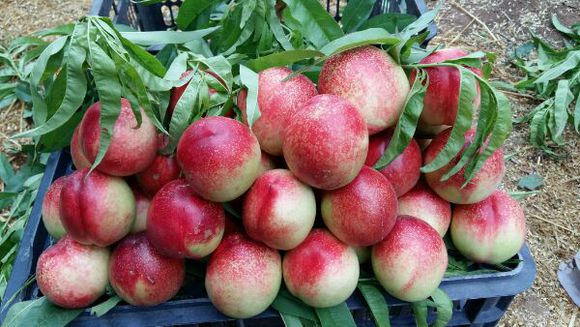 极早油桃515，优质早熟油桃，极好吃的早熟油桃，早熟油桃新品种，早熟油桃树苗