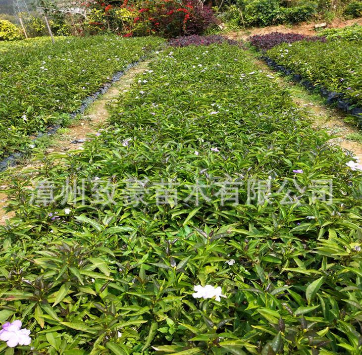 漳州市双色茉莉苗盆栽20公分高袋苗厂家