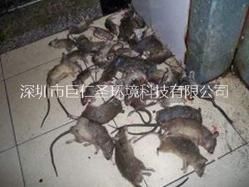 深圳市巨仁圣环境科技灭鼠治鼠防鼠24小时快速上门灭鼠服务图片