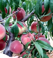 秋彤桃，桃树苗新品种，优质桃树苗，桃树苗价格，桃树苗批发，好吃的秋彤桃