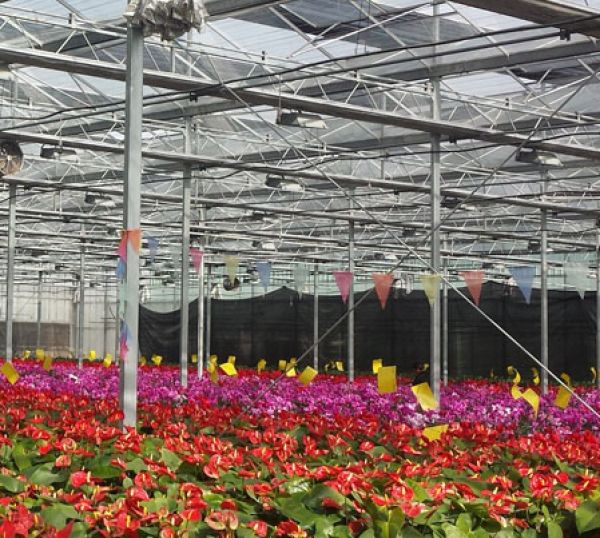 玻璃花卉温室大棚 花卉市场做哪种材料的温室大棚好图片