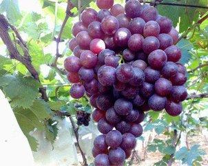 玫瑰香葡萄，葡萄新品种，葡萄树苗，优质葡萄，葡萄树苗批发