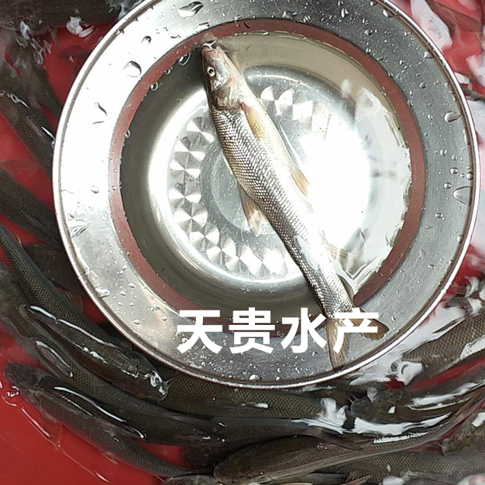银鳕鱼好吃吗？