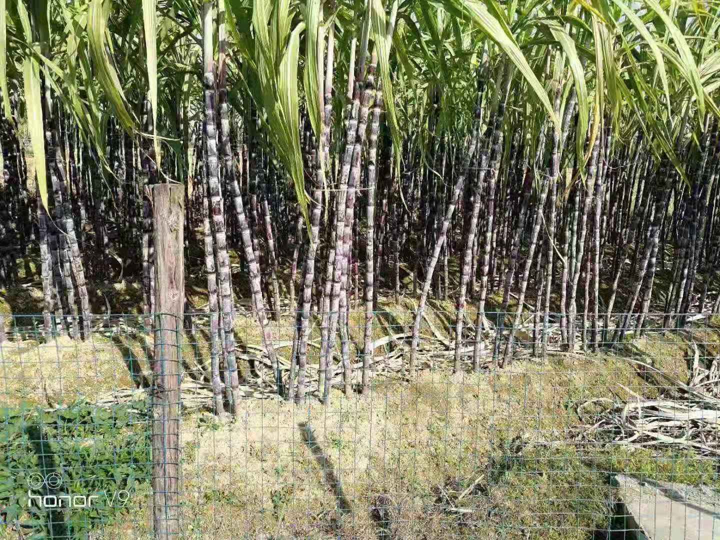甘蔗种植基地批发