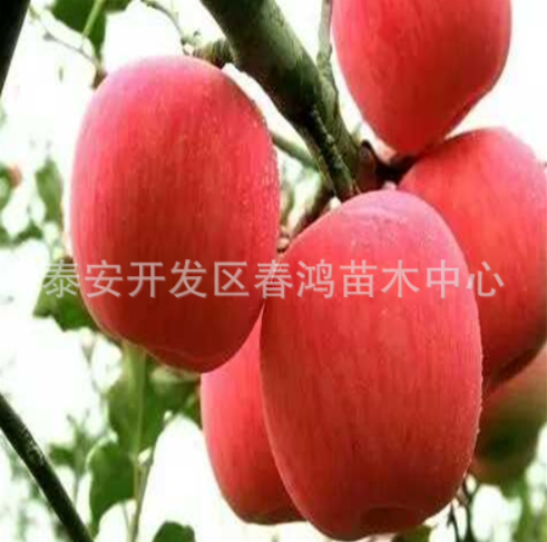山东苹果苗3公分矮化苹果树 嫁接富士果树 供应苹果树 苹果树批发 苹果树报价 苹果苗图片