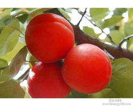 大果红杏515新品种，优质杏，杏树苗，杏树苗新品种，杏树苗批发