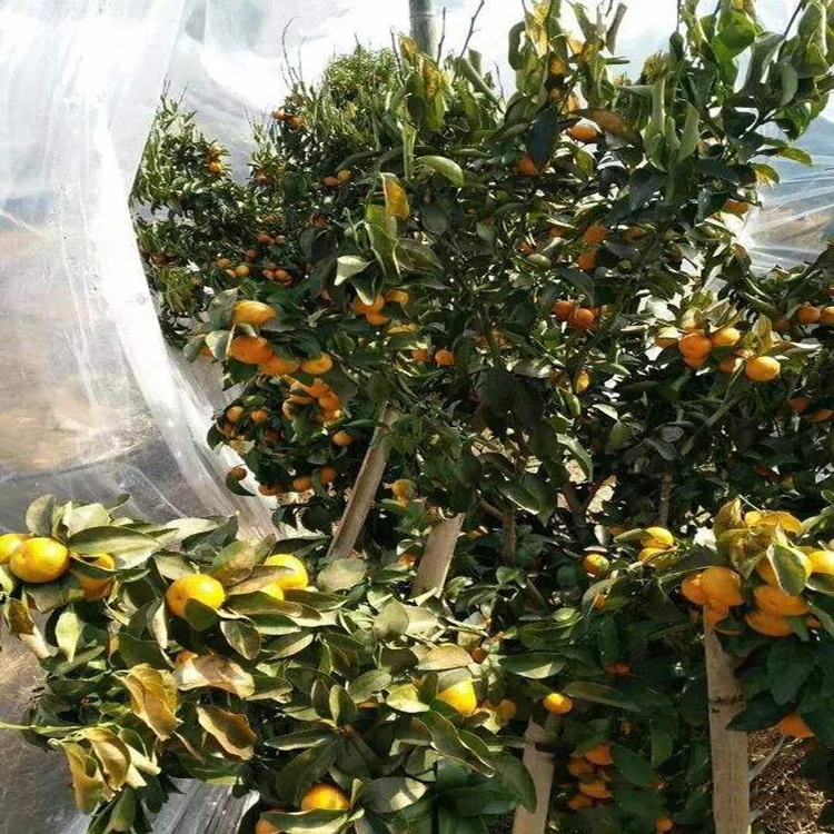 沙糖橘留树保鲜防寒布，植物防寒布厂家