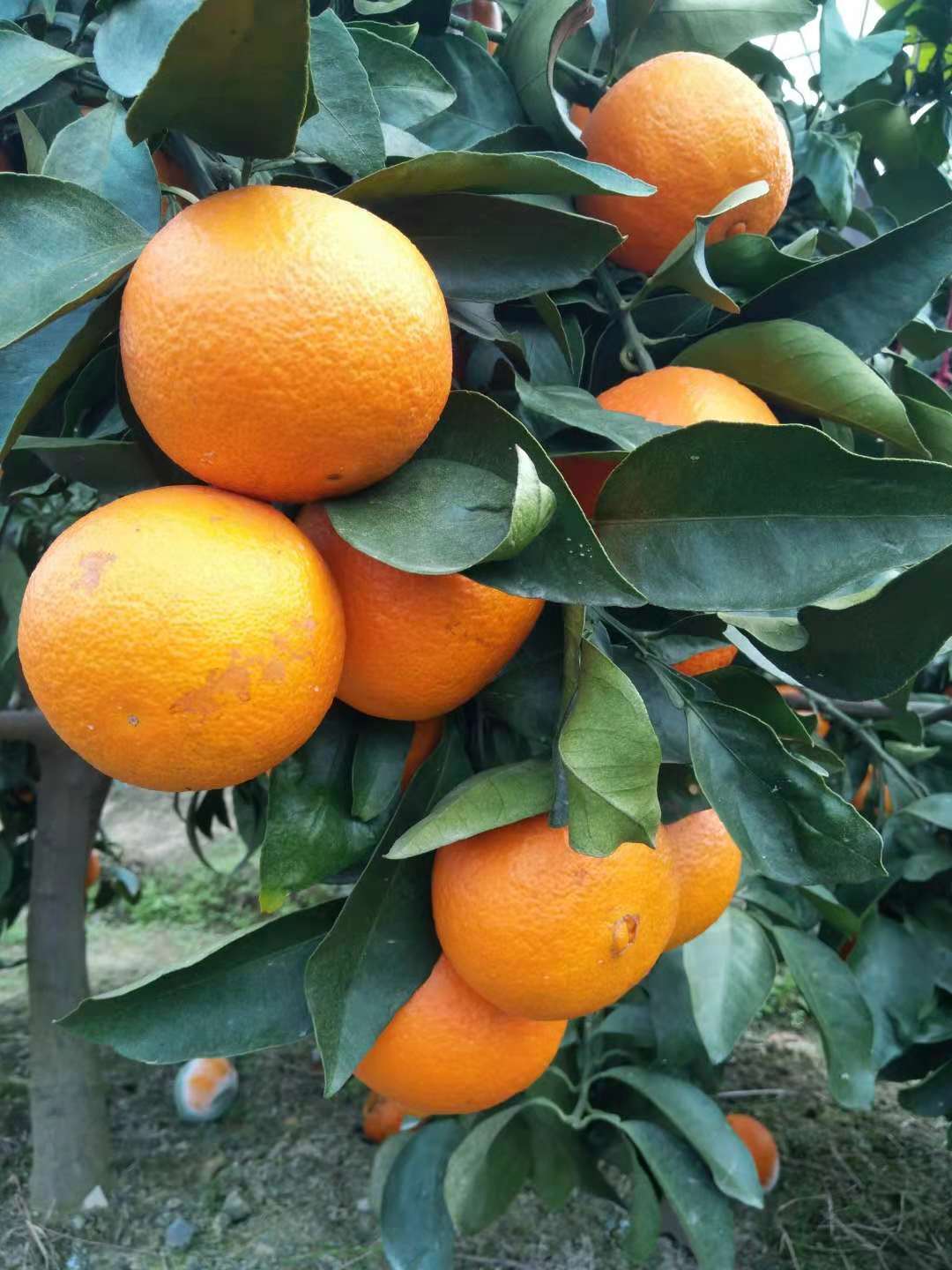 浙江橘子苗木生产厂家  台州橘子苗木哪家好 桔子苗