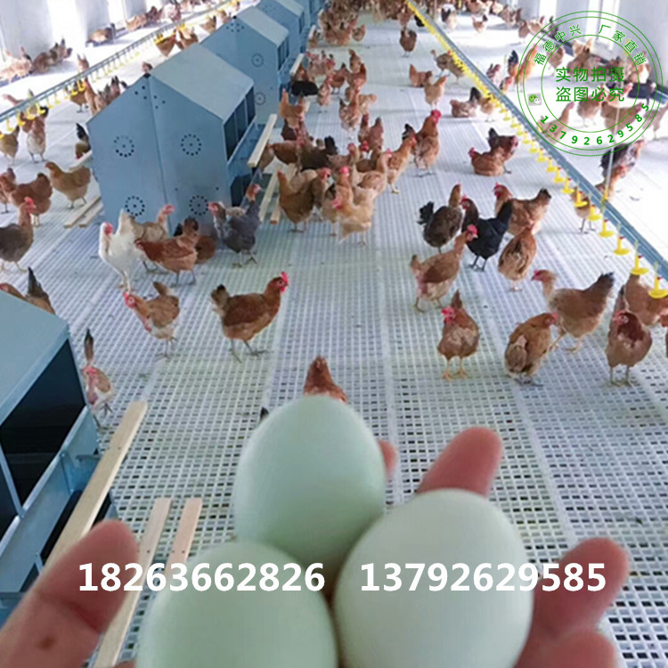 鸡舍内清粪设备 鸡用塑料网片鸡舍内清粪设备 鸡用塑料网片 批发鸡用漏粪板公司