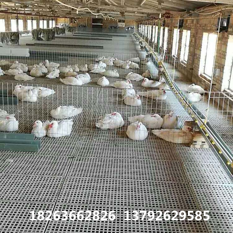 潍坊市鹅用塑料漏粪板 塑料鹅用地板厂家