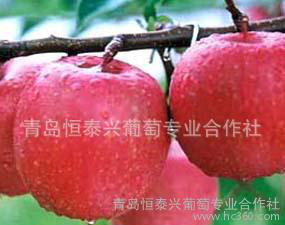供应恒泰兴一级苹果苗、大樱桃、红提葡萄苗