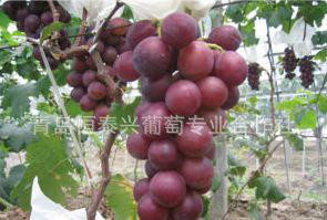 葡萄苗----玫瑰香葡萄 苗 优质葡萄苗 黑芭拉多图片