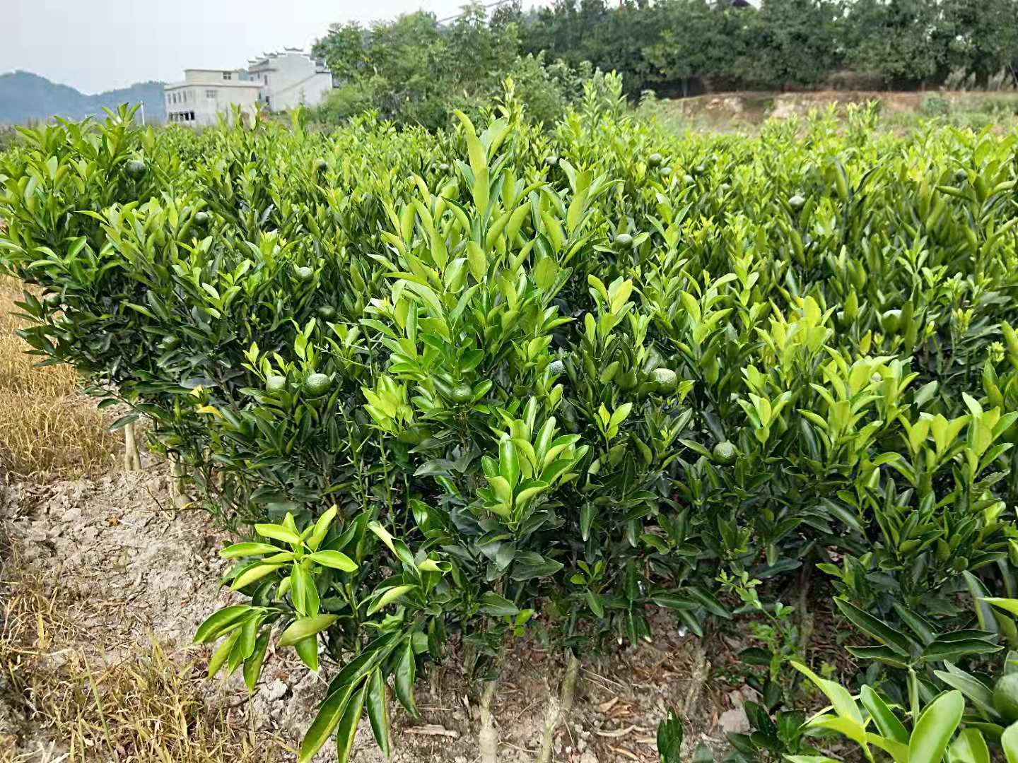 重庆纽荷尔脐橙中果型苗种植基地直销批发高存活率产量大