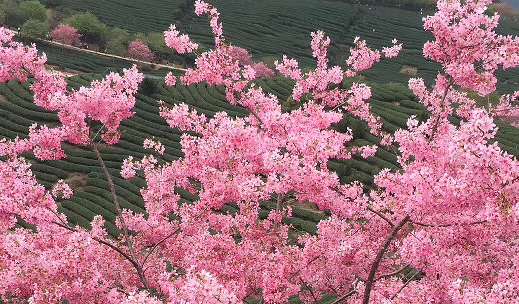 福建大型樱花种苗批发 观赏供应 红粉佳人樱花图片