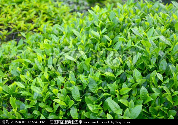 广州茶叶批发 绿茶红茶加工 广州绿茶带包装礼品茶 绿茶 礼品