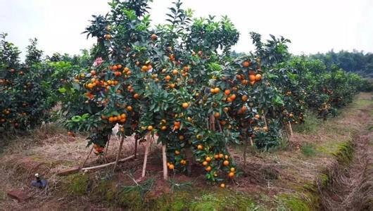 桂林市广西金葵砂糖橘苗种植基地厂家广西金葵砂糖橘苗种植基地-供应商-批发价-多少钱-报价