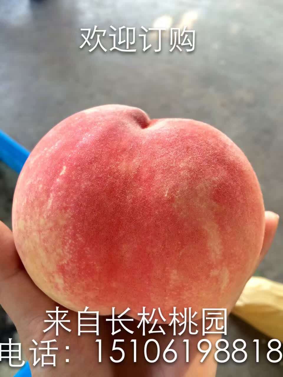 水蜜桃优质供货商批发