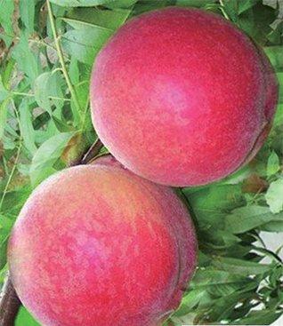 商丘市极早520红脆桃，早熟桃树新品种厂家极早520红脆桃，早熟桃树新品种，早熟桃树新品种，新品种桃树苗