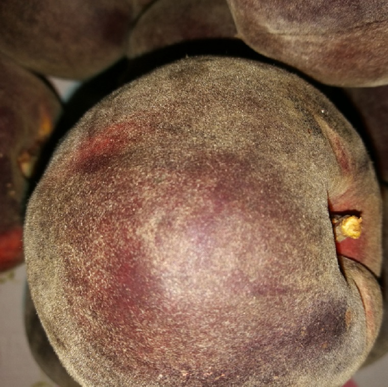 供应桃树苗新品种黑桃品种图片