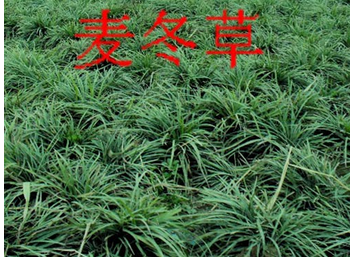 湖南郴州小叶麦冬草种植基地直销图片