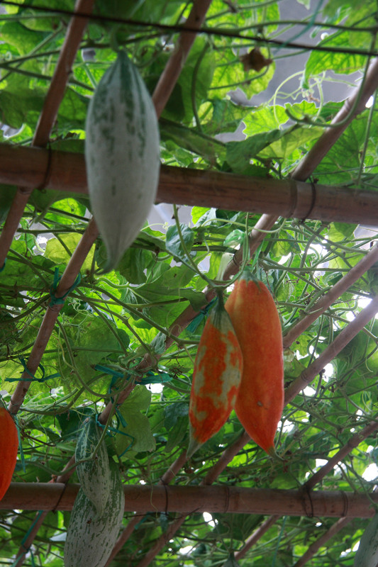 济南市奇异瓜果-老鼠瓜变色瓜种子厂家供应奇异瓜果-老鼠瓜变色瓜种子