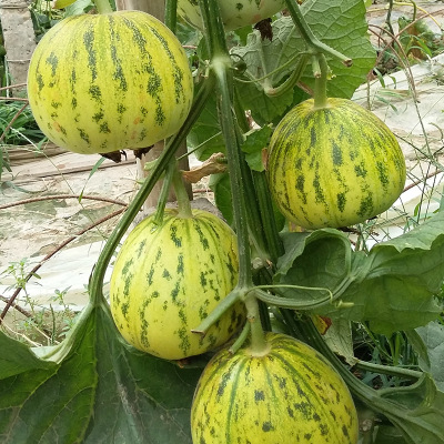 沧州市粒尔田花蕾一号甜瓜种子厂家豹点花皮薄皮绿肉甜瓜香瓜种子粒尔田花蕾一号甜瓜种子基地采摘园种植大户专用种子河北粒尔田种业有限公司