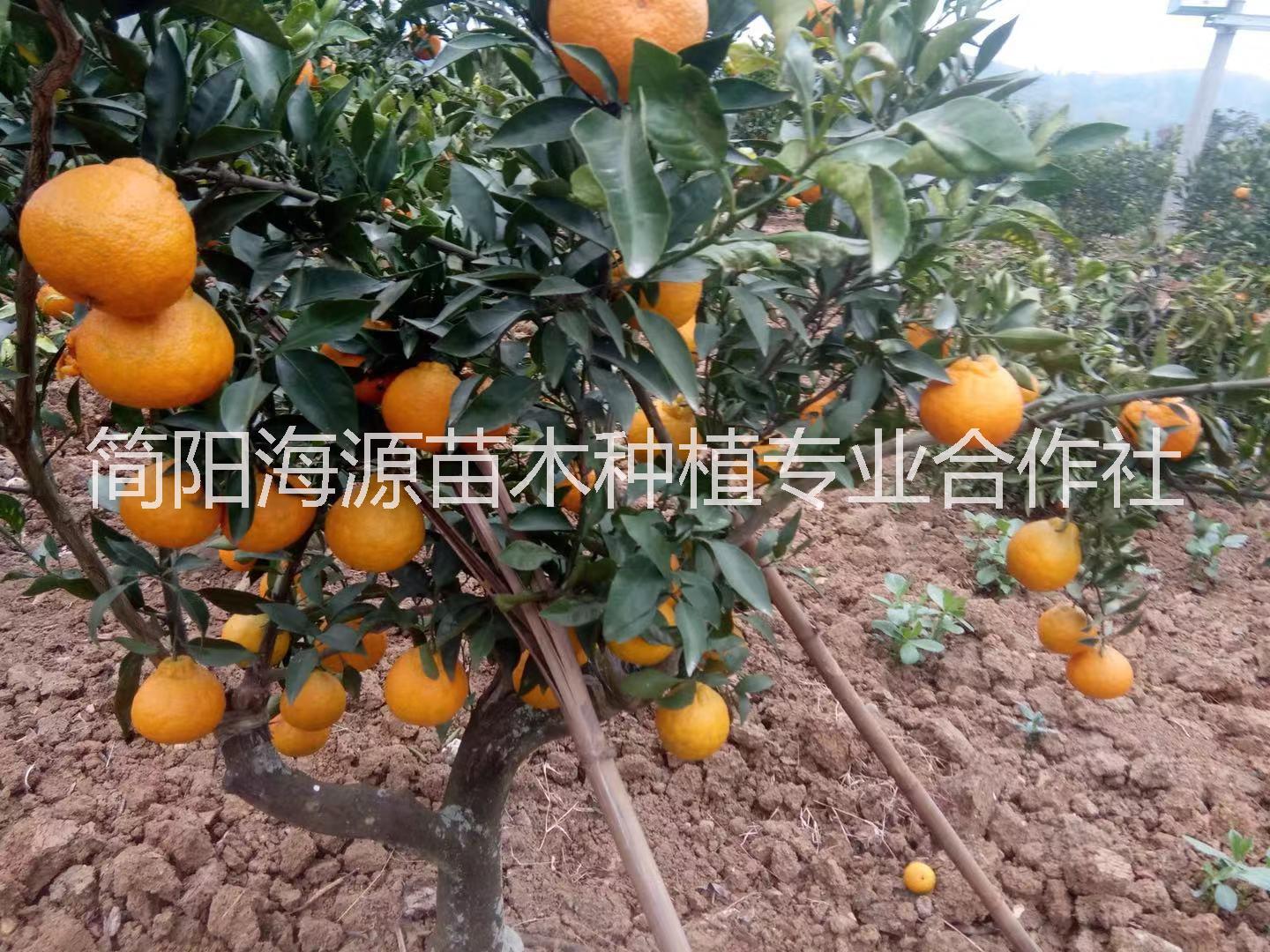 四川柑橘苗出售报价表供应电话哪里有卖