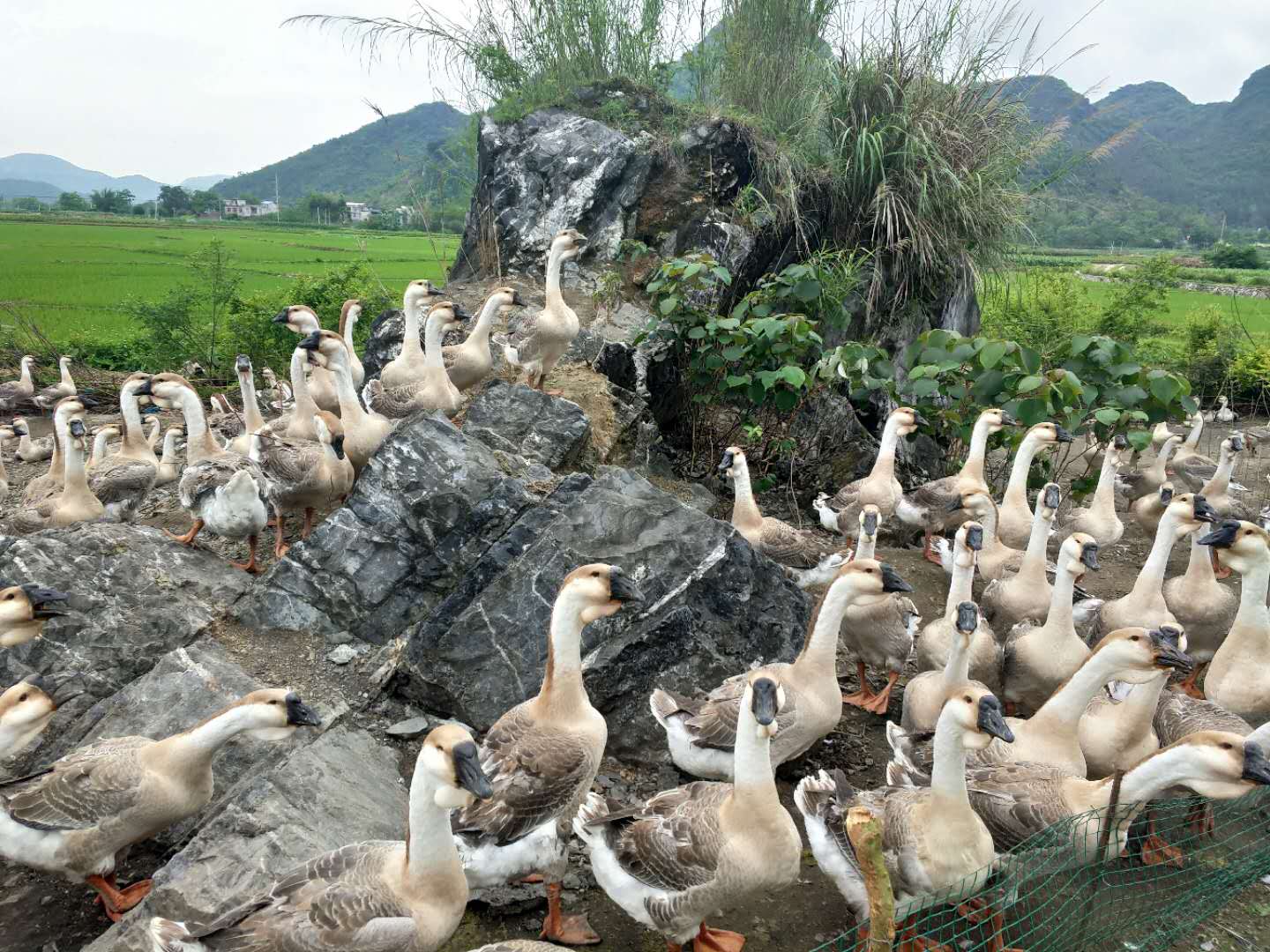 广西畜牧家禽批发 鹅苗   鹅苗生产商 广西鹅苗图片