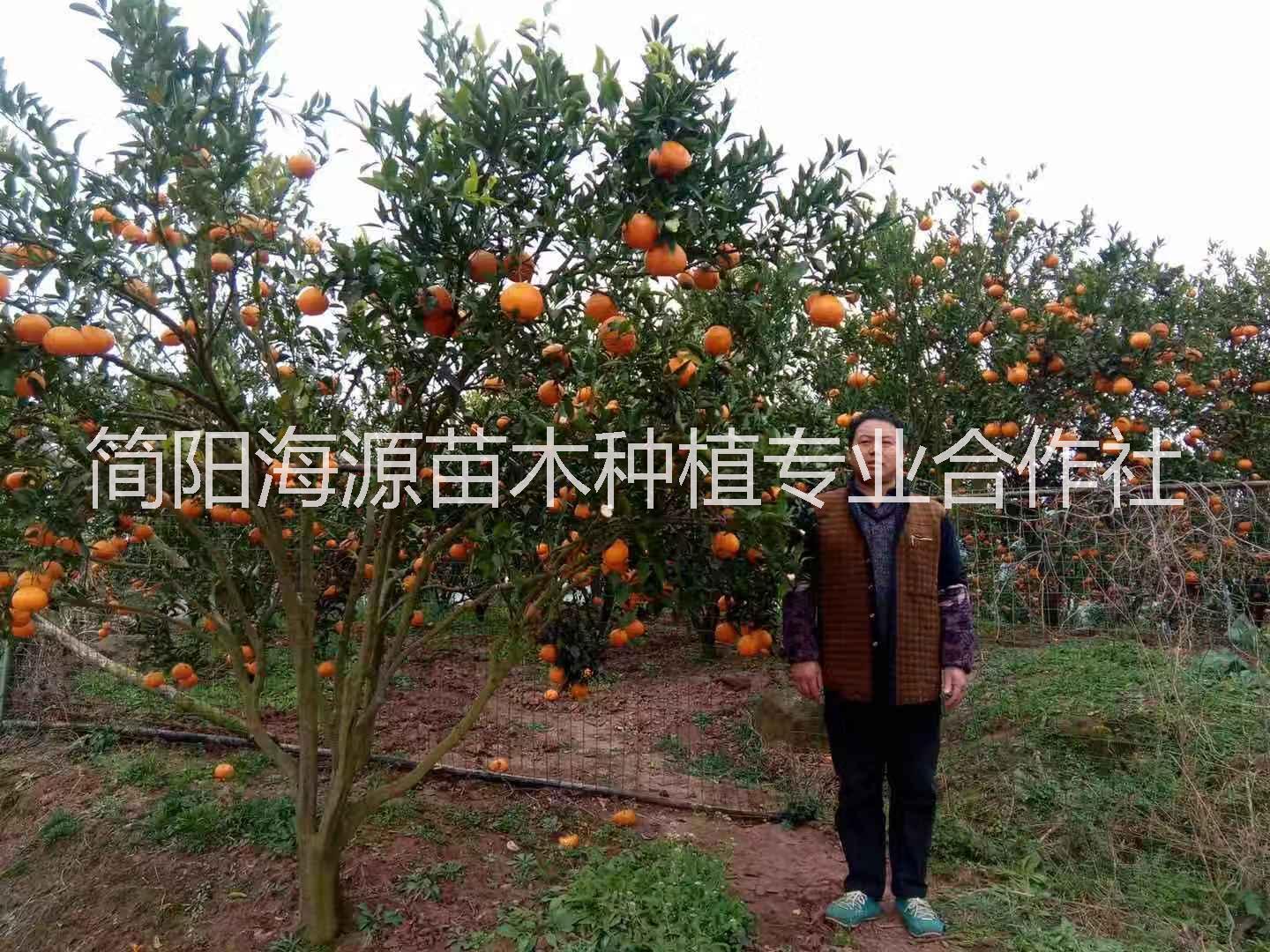 云南春见柑橘苗种植基地直销价格